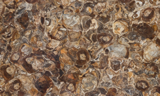 Petrified Wood Gemstone