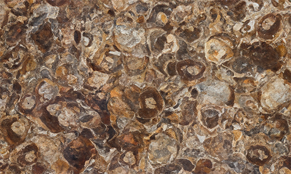 Petrified Wood Gemstone